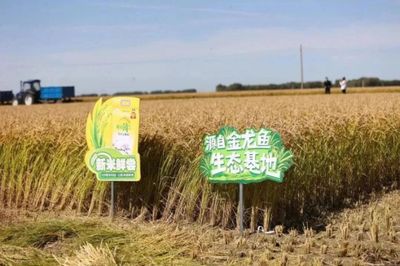 金龙鱼没有自营的种植基地，而是通过合作获取粮食原料：金龙鱼没有自营的种植基地，是与不同的合作伙伴进行加工