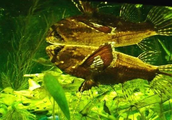蝴蝶鲤的鱼食龙鱼可以吃吗？：蝴蝶鲤的鱼食可以供龙鱼食用吗，