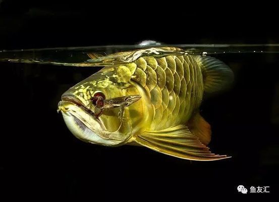 红龙鱼趴缸缩鳍不吃东西的处理方法：红龙鱼趴缸缩鳍不吃东西怎么办红龙鱼趴缸缩鳍不吃东西怎么办 龙鱼百科 第1张