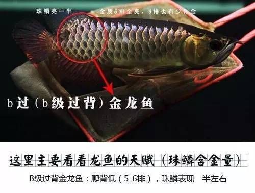 龙鱼的等级区分基于其品种、品相以及遗传特征等因素：龙鱼怎么区分等级 龙鱼百科 第1张