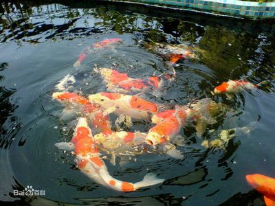 红龙鱼的饲养难度高吗，要求高吗：红龙鱼好养吗，要求高吗