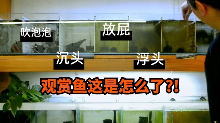 龙鱼水面吸气、水里排气、肛门出泡泡的原因：龙鱼出现水面吸气、水里排气、肛门出泡泡等异常行为是怎么回事 龙鱼百科 第1张