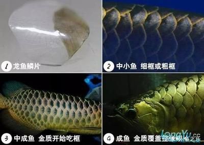 龙鱼鳞片变薄怎么处理龙鱼鳞片变薄怎么处理好：龙鱼鳞片变薄怎么处理 龙鱼百科 第3张