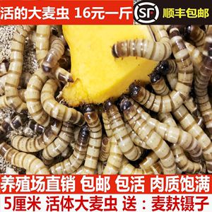 金龙鱼可以喂食面包虫吗？：金龙鱼可以吃面包虫吗？ 龙鱼百科 第2张