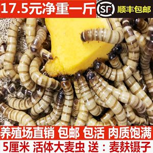 金龙鱼可以喂食面包虫吗？：金龙鱼可以吃面包虫吗？ 龙鱼百科 第1张