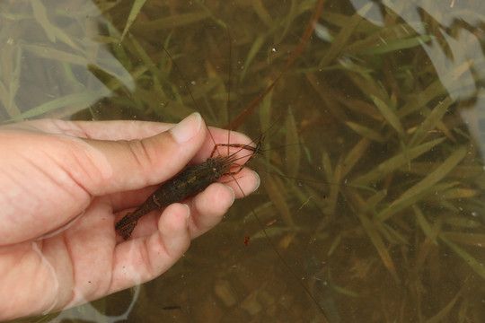 龙鱼喂小河虾要去壳吗：在喂养龙鱼小河虾时，是否需要去壳理由,不去壳情况 龙鱼百科 第2张