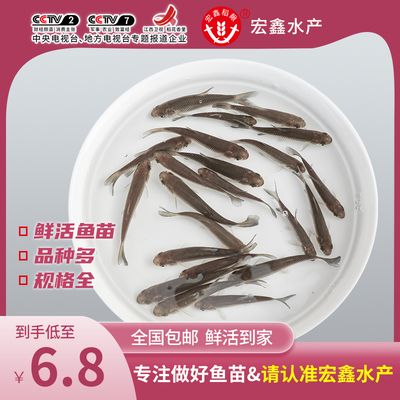 小鲫鱼可以作为食物喂养龙鱼，但需要注意一些事项：小鲫鱼可以作为食物喂养龙鱼但需要注意一些事项 龙鱼百科 第2张