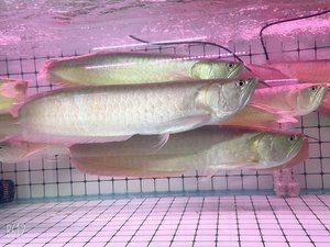 金龙鱼和发财鱼并不建议混合养，以下是原因，建议单独饲养：金龙鱼和发财鱼可以混养吗？
