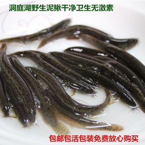 龙鱼喂冻泥鳅是否合适：龙鱼喂冻泥鳅好吗龙鱼喂冻泥鳅好吗，龙鱼喂冻泥鳅好吗