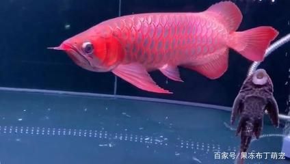 红龙鱼胸鳍下挂的饲养方法：红龙鱼胸鳍下挂是一种受人喜爱的形态，掌握关键技巧