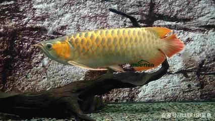 金龙鱼的起源历程：金龙鱼什么时候开始有的金龙鱼什么时候开始有的
