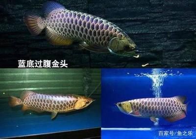 龙鱼背部鳞片掉落的原因有哪些？：龙鱼背部鳞片掉落可能是多种原因引起的，可能是多种原因引起的