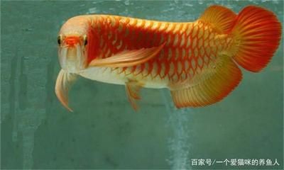 红金龙鱼什么品种最好养红金龙鱼饲养难度和观赏价值：红金龙鱼什么品种好养