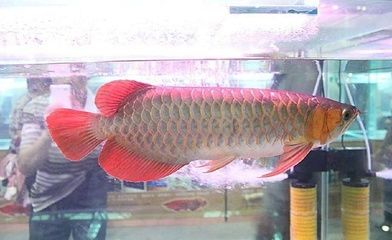 宝石金龙鱼饲养金龙鱼发色过程龙鱼发色过程：宝石金龙鱼发色的条件