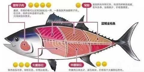 金龙鱼和金枪鱼哪个贵：探讨金龙鱼和金枪鱼的价格哪个更贵金枪鱼价格昂贵 龙鱼百科 第2张