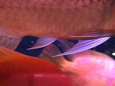 红龙鱼鳞片翘起来用什么药治疗：红龙鱼鳞片翘起来得用什么药治疗红龙鱼鳞片翘起得用什么药治疗