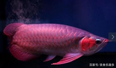 世界上最贵的观赏鱼，天价血红龙鱼被日本人买走：世界上最贵的观赏鱼