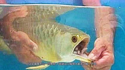金龙鱼在短期内不吃食物会死亡取决于多个因素，饲养者需注意：金龙鱼不吃食物会死亡吗？