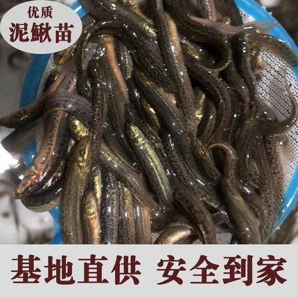 龙鱼多久喂一次泥鳅比较合适：龙鱼喂食泥鳅的频率应该根据龙鱼的大小和生长阶段来确定 龙鱼百科 第1张