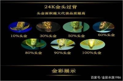 龙鱼头顶金线是正常的生理特征，龙鱼头顶金线有异常变化：龙鱼头顶金线是什么？ 龙鱼百科 第3张