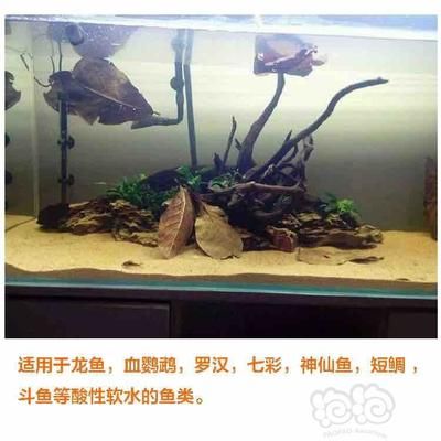 龙鱼缸里放橄榄叶在鱼缸里放橄榄叶的作用与作用：放橄榄叶在鱼缸里放橄榄叶在鱼缸里放橄榄叶的作用 龙鱼百科 第3张