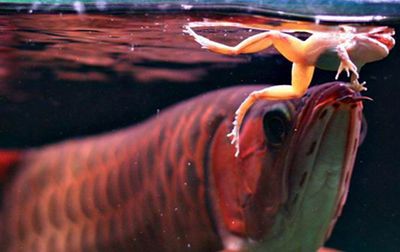 龙鱼吃食嚼一嚼就吐了怎么回事龙鱼吃食嚼一嚼就吐了怎么办：龙鱼吃食嚼一嚼就吐了可能是由多种因素引起的因素引起的