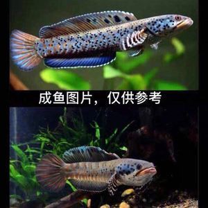 奶茶雷龙鱼配对条件和饲养注意事项：奶茶雷龙鱼在8-12厘米之间可以考虑配对条件和饲养注意事项