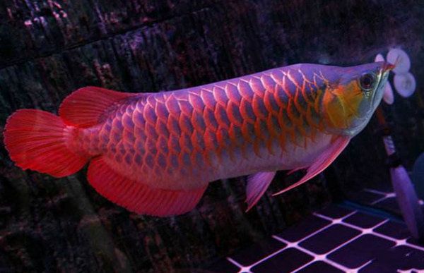 红龙鱼的性别在幼体时期难以判断：红龙鱼公母识别方法