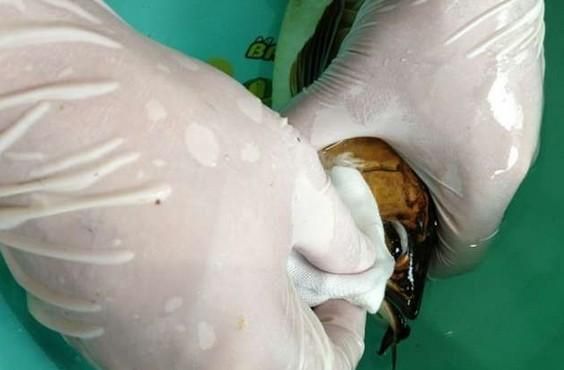 龙鱼掉眼手术后多久能复位：龙鱼掉眼手术后多久可以复位
