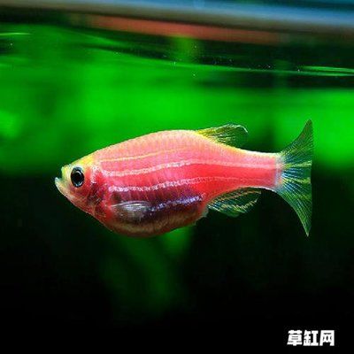 金龙鱼红龙鱼混养水族箱造景草缸的注意事项：金龙鱼和红龙鱼可以一起混养但需要注意一些问题 龙鱼百科 第3张