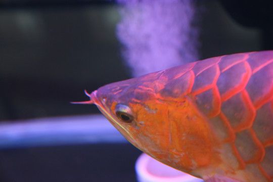 红龙鱼开灯趴缸关灯上游的行为可能是由多种因素引起的：红龙鱼开灯趴缸关灯上游怎么办