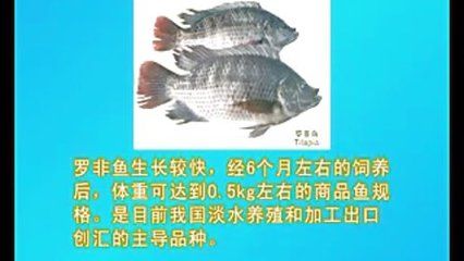 淡水鱼鱼缸养殖技术：淡水鱼养殖技术 鱼缸百科 第3张