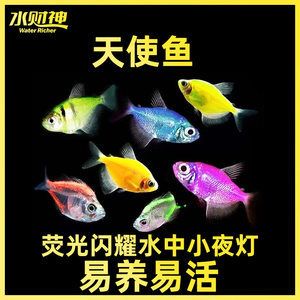 虎斑鱼饲养技巧大揭秘虎斑鱼饲养技巧大揭秘虎斑鱼饲养技巧：虎斑鱼的繁殖与育苗技术 虎鱼百科 第1张