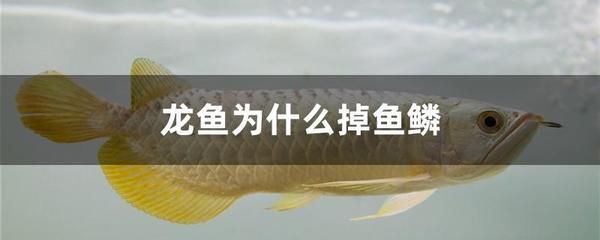 暑假穷游十大景点：九江哪里有卖鱼缸的实体店啊电话号码