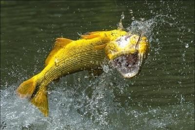 黄金河虎鱼的饲养技巧：《动物森友会》黄金河虎的饲养技巧黄金河虎的饲养技巧