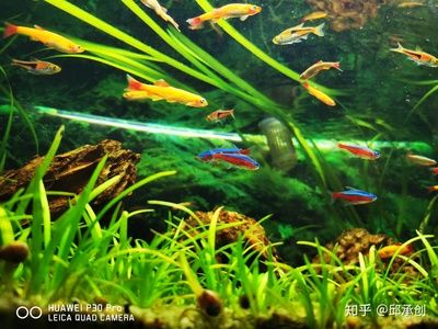 鱼缸里的水草造景的艺术水草造景的特点和养护要求：水草造景的技巧