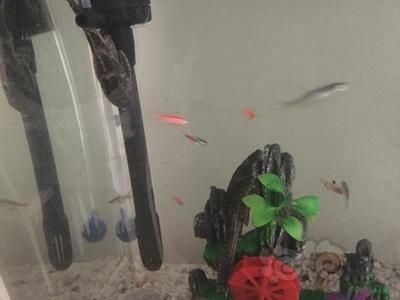 红绿灯鱼在鱼缸里不动怎么办？：如何判断红绿灯鱼在鱼缸里不动
