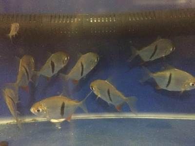 虎纹银板鱼的饲养秘籍：虎纹银板鱼的发色变化