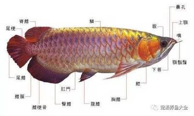 虎纹银板鱼适合与龙鱼混养的热带淡水鱼混养的艺术热带淡水鱼：虎纹银板鱼与龙鱼可以混养吗