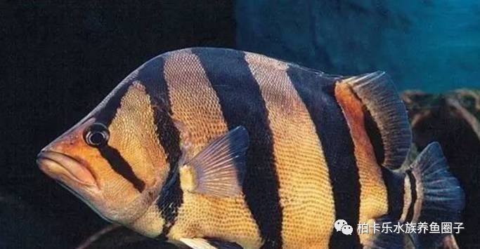 虎鱼适合的鱼缸大小是多大：虎鱼与其他热带鱼的混养指南虎鱼繁殖技巧分享