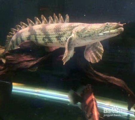 虎纹恐龙王鱼的饲养方法：虎斑恐龙王鱼的起源与进化历程，虎斑恐龙王鱼的饲养技巧