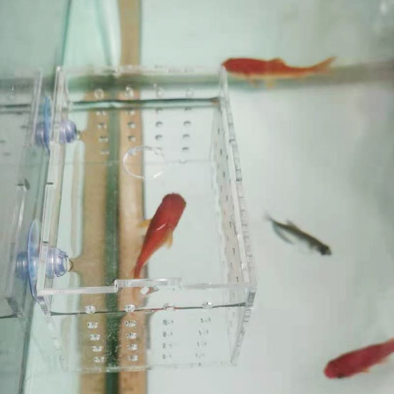 泰国虎鱼的繁殖方式及繁殖技术：印尼虎鱼的繁殖难点虎鱼的繁殖技术尚未掌握虎鱼的繁殖技术