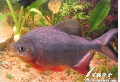 红腹水虎鱼的饲养方法：红腹水虎鱼怎么养？