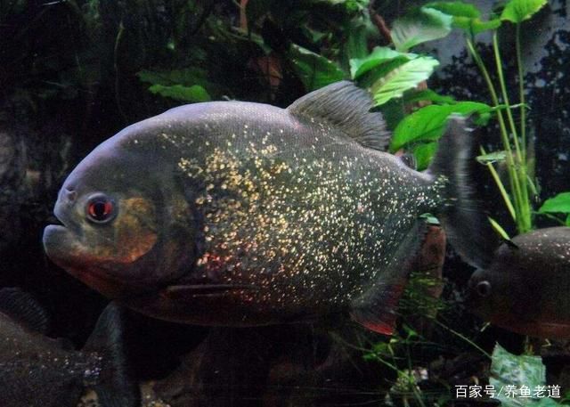 虎鱼饲养密度的科学计算：虎鱼的饲养方式