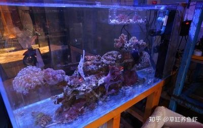 鱼缸水质浑浊怎么办鱼缸水质浑浊怎么办鱼缸水质浑浊怎么办：底滤鱼缸水质浑浊怎么办 鱼缸百科 第3张