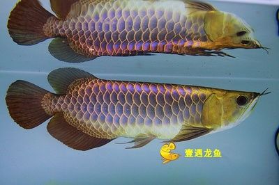 雷龙鱼的种类及种类介绍：新手养殖雷龙鱼的注意事项