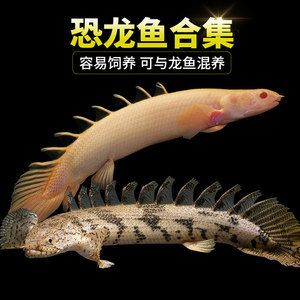 虎斑鱼的繁殖秘籍：虎斑鱼在混养时需要考虑到虎斑鱼的特性以及它们的生活习性