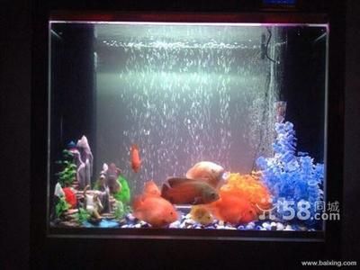 水族生态学：揭秘鱼缸里的微世界：大型亚克力鱼缸养护技巧养护技巧养护大型鱼缸