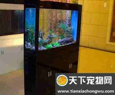 桓台县水族箱养护指南：桓台县多家店铺销售鱼缸