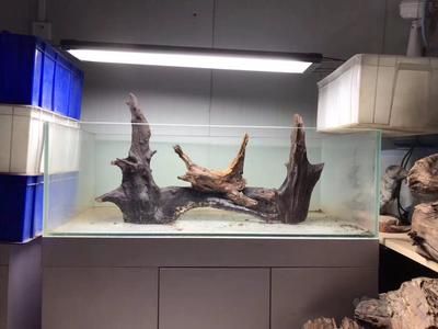 南美风格鱼缸造景的选择与处理方法：全球水族造景文化探秘南美风格鱼缸造景的选择与处理技巧